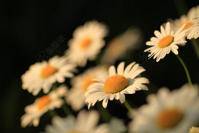 雏菊 鲜花 性质 厂 春天 宏 小 开花 花瓣 草地