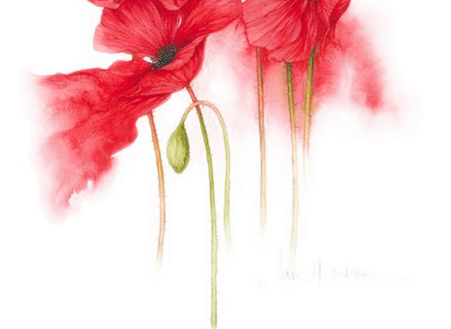 手绘红色花朵插画