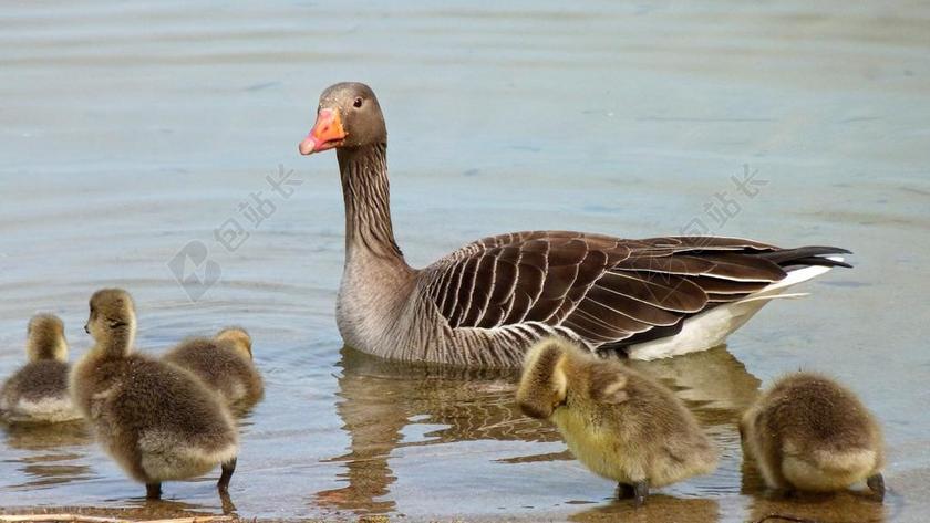 鹅 水禽 灰鹅 野生鸟 小鸡 幼鸟 鸟
