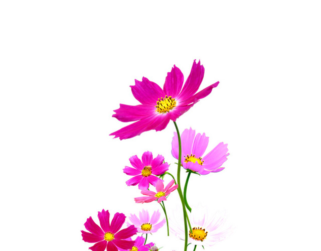 小花