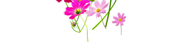 小花