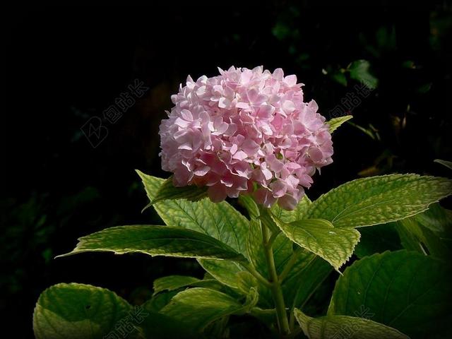 花园清新紫色绣花背景图片