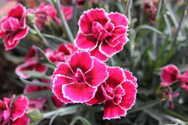 石竹 花 粉红色 白花边缘 花园 厂 开花 丰富多彩 冷色调