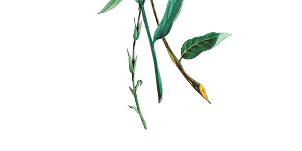 手绘小清新叶子植物花草海报