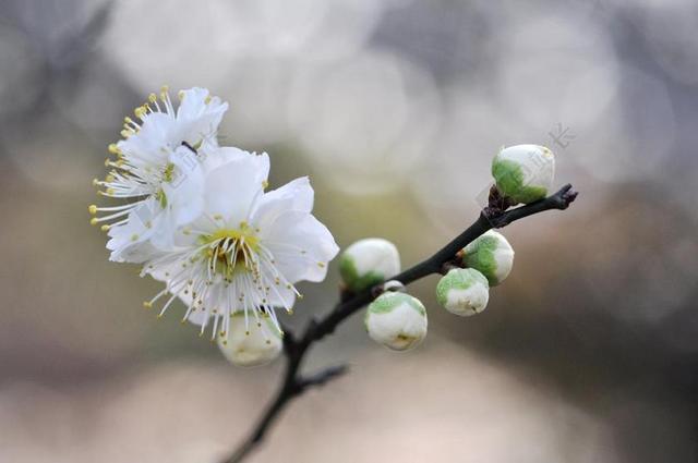 白梅 早春的花 梅花 梅花开始绽放
