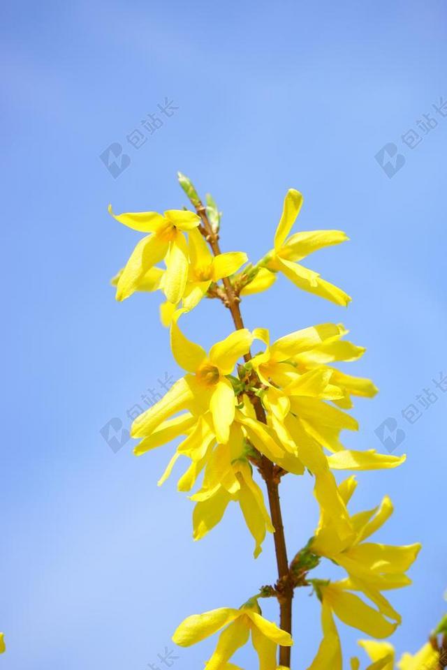 连翘 开花 黄色 科 金丁香 花 布什 连翘花 金色的铃铛