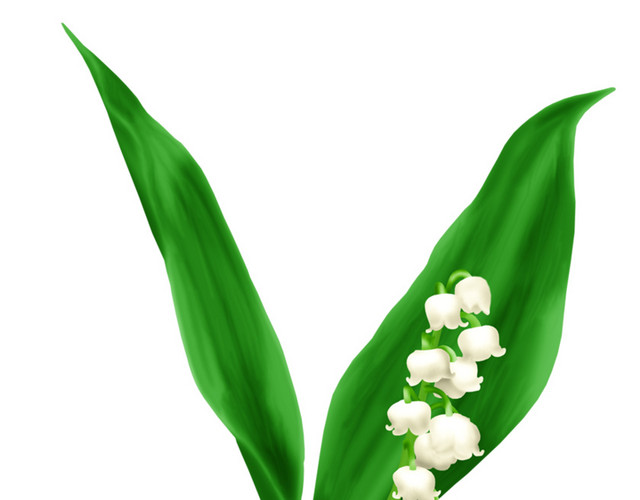 绿植花卉线描花卉