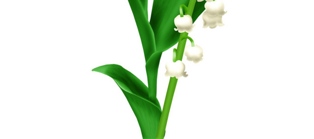 绿植花卉线描花卉