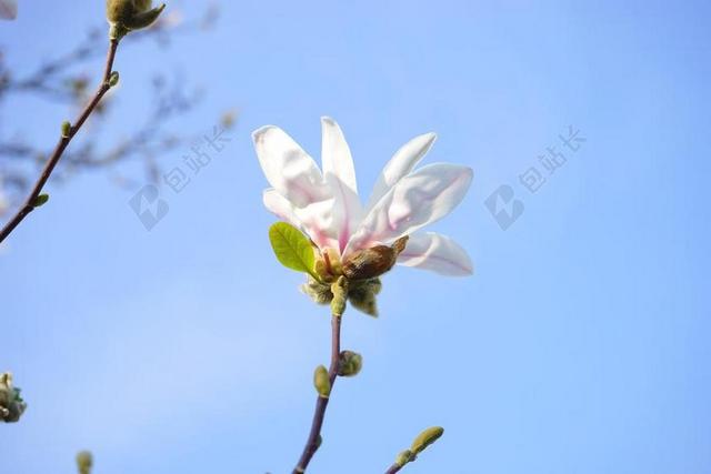 花园高洁白色玉兰背景图片