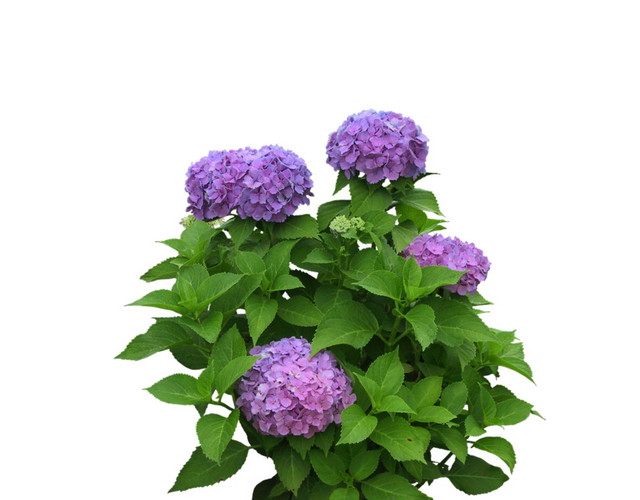 园林景观花草树林