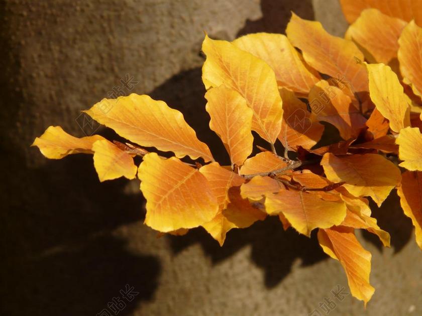 榉木 山毛榉 水青冈 落叶乔木 金色的秋天 金秋十月 秋季