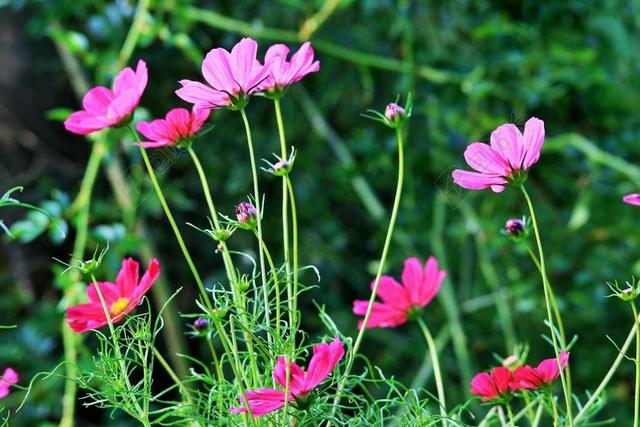 粉红色的波斯菊 鲜花 宇宙 粉红色 花园 绿色
