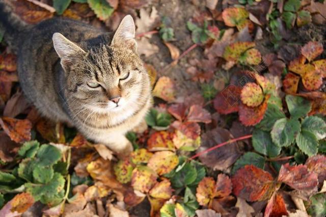 猫的眼睛 猫 犯人 叶子 草莓 秋 年轻的小猫 小猫 猫咪