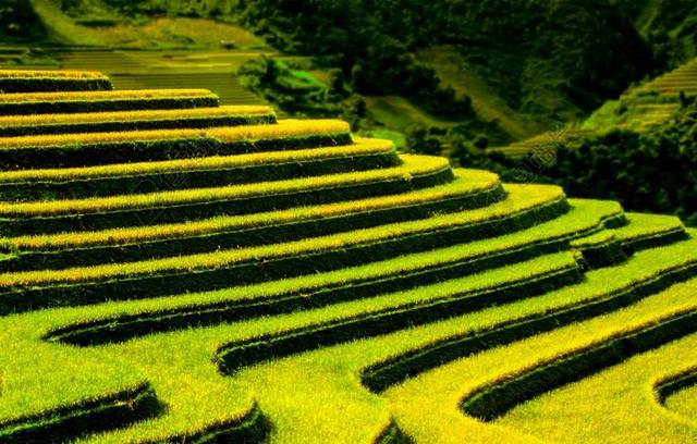 梯田 模式 农业 自然 景观 户外 景区 草 谷