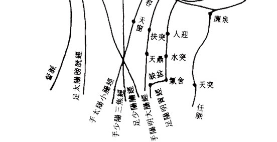 人体穴位图