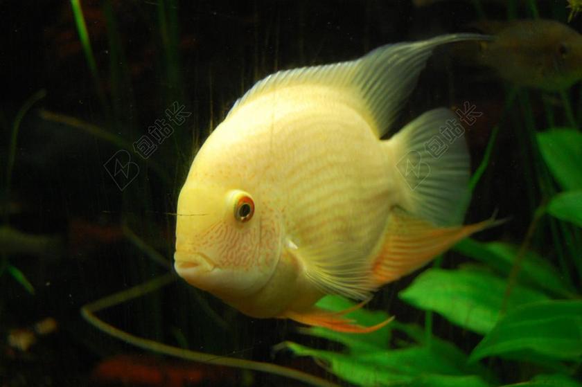 CICHLID 鱼 水族馆 海底世界 水下 黄色