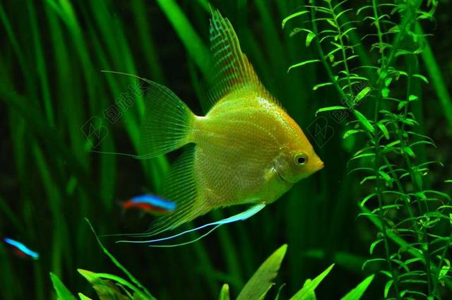 鱼 水族馆 坦克 热带鱼 水下 水 鱼缸 自然 游泳 绿色