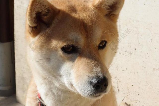 狗 柴犬 动物