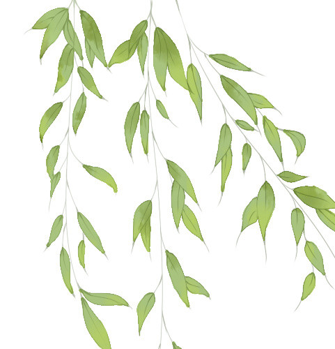 柳树树枝树叶
