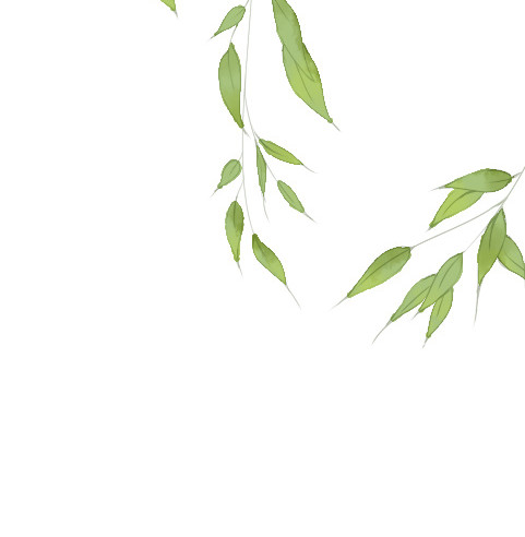 柳树树枝树叶