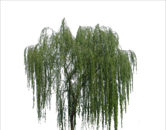 柳树