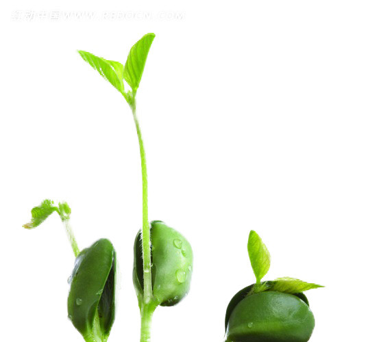 植树节植物发芽图