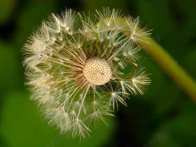 蒲公英 种子 花 草地 春天 秆 购物篮 绿色