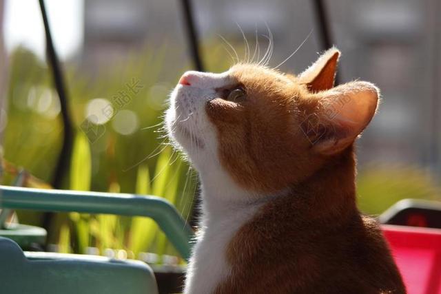 夏季 猫咪 阳光灿烂 猫科动物 红色