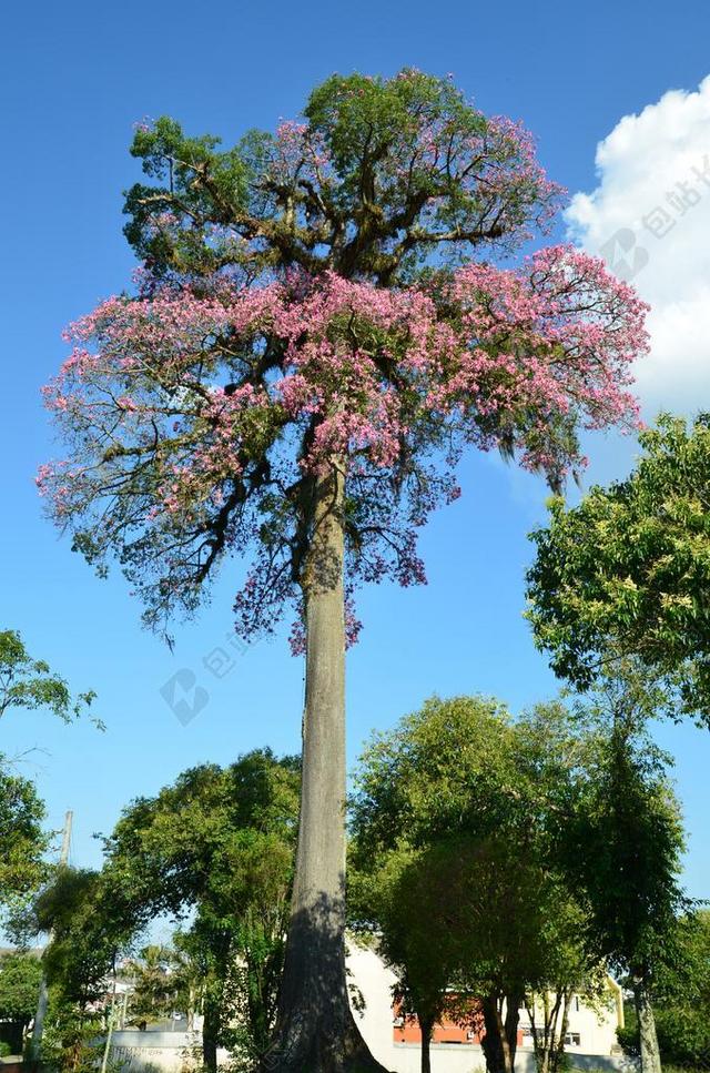 蓝绿自然养眼蓝天下的大树红花鲜花植物景点背景图片