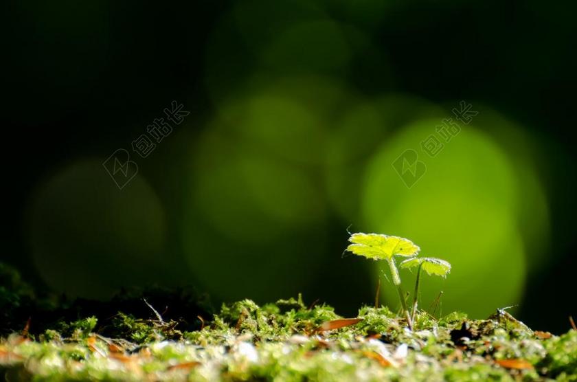 叶子 叶 苔 特写 自然 新鲜 植物区系 背景 绿色 壁纸