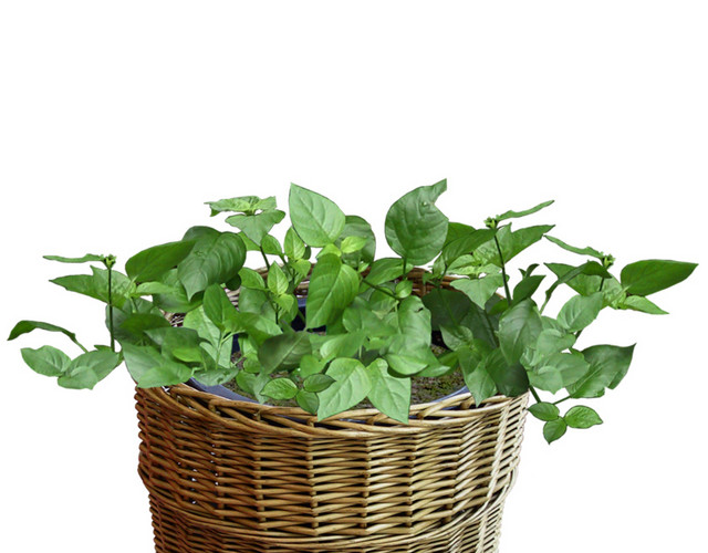 植物  盆栽