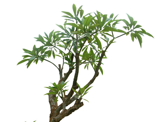 景观树