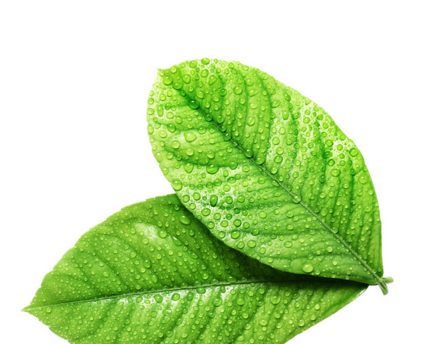 绿叶植物