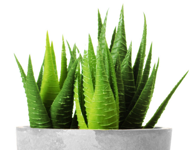 植物盆栽