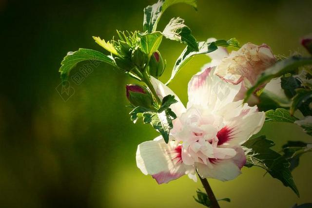 芙蓉 白色粉色 关闭 花 开花 厂 花园 盛开