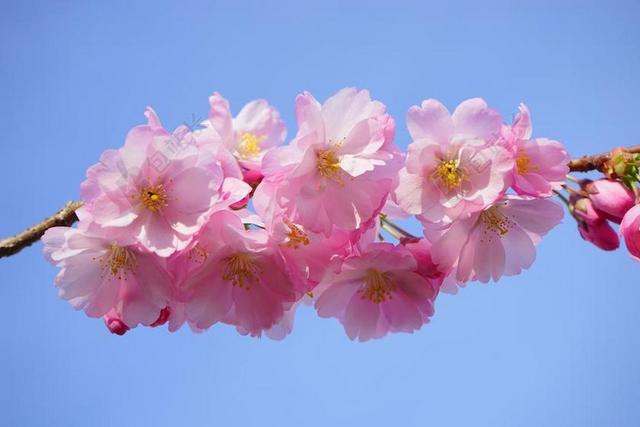 日本樱花树 鲜花 日本樱花 观赏樱花 樱花 开花时间 树