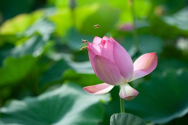 鲜花 莲花 蜜蜂 钉 大自然 水生植物 夏天 粉红色的花瓣