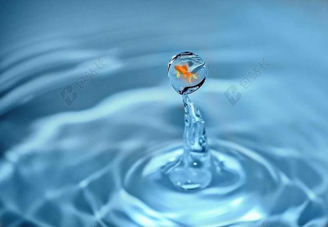 蓝红水创意荡漾水纹和水滴金鱼创意水动物背景图片