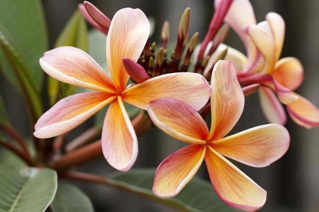 素馨花 姜黄色百合花 开花 岛 热带地区 叶子 自然 热带