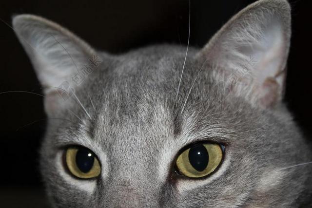 猫 猫的 眼睛 动物 宠物 家养 小猫 基蒂 可爱猫咪