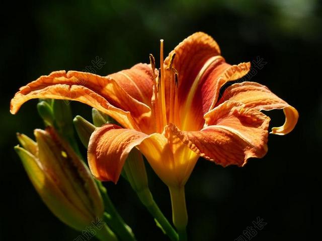 黄红金针 百合 萱草 棕红色的金针 网络督导员黄花菜 黄花菜 花