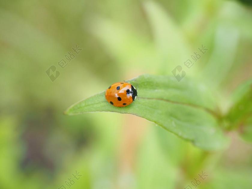 瓢虫 瓢虫科 甲虫 电波 SIEBENPUNKT LADYBIRD