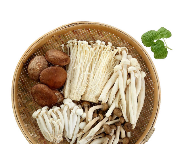 菌类