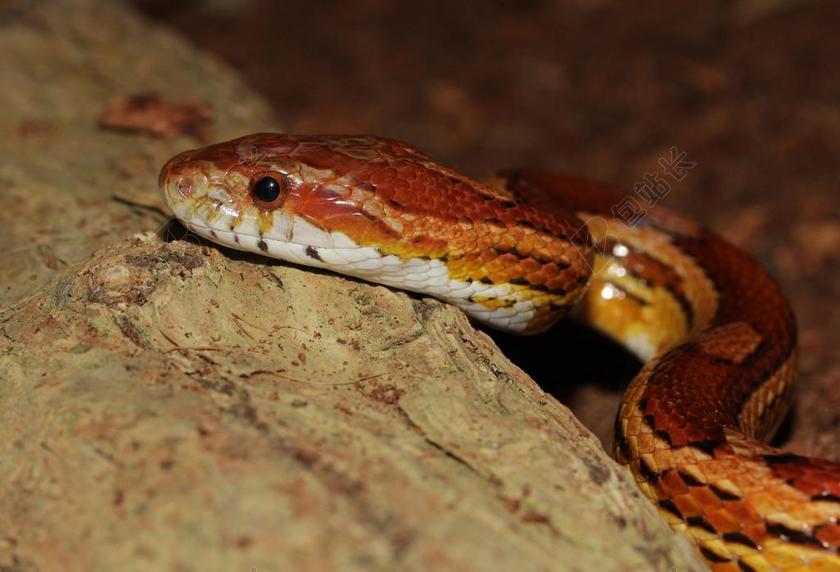 玉米蛇 蛇 大蛇斑鱯 TERRARISTIK 规模 爬行动物