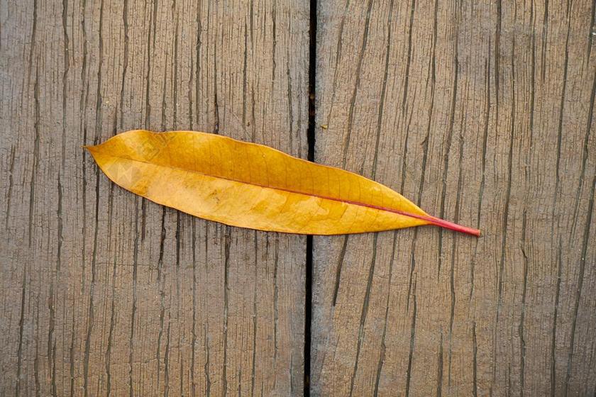 棕黄植物美丽木板上的一片落叶自然秋季落叶展示背景图片