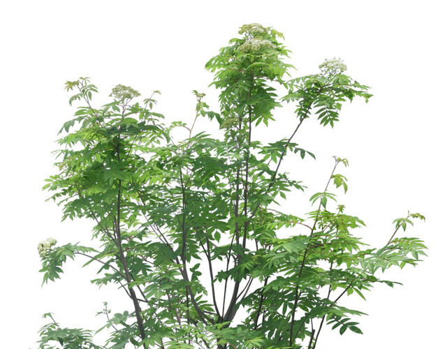 繁茂树