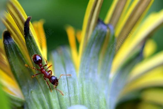 蚂蚁 MYRMICA ROTGELBE结蚁 昆虫 性质 爬