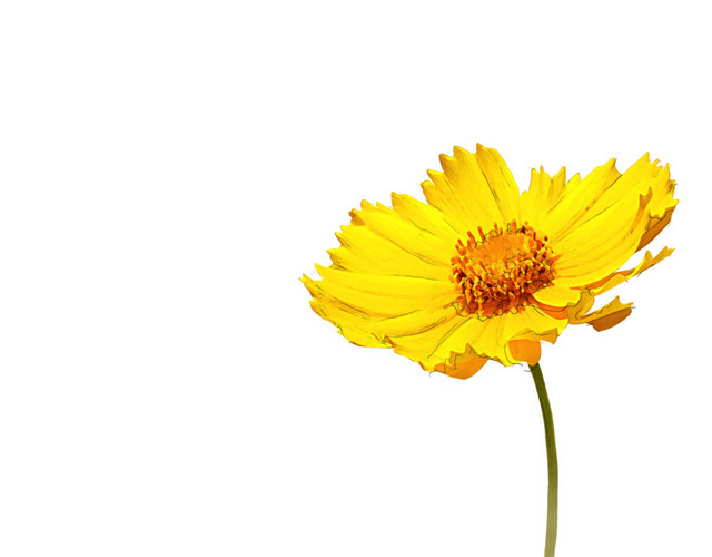 一束菊花