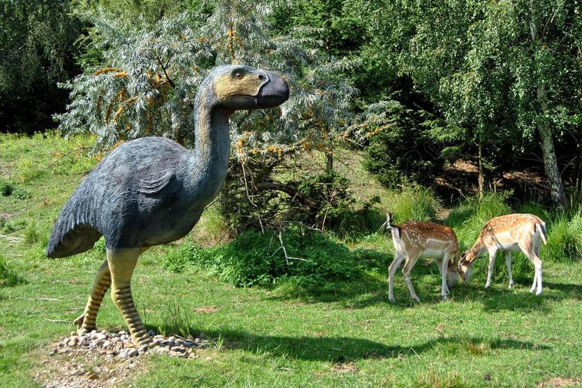 动物可爱户外草地上的鸵鸟模型和梅花鹿动物背景图片