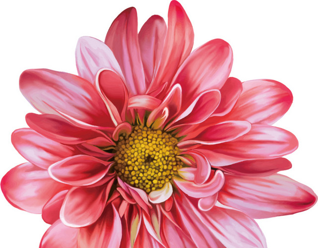 菊花